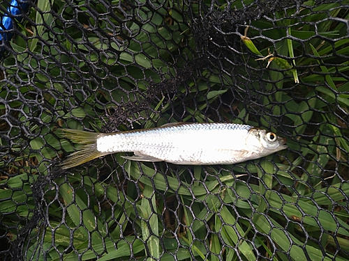 オイカワの釣果