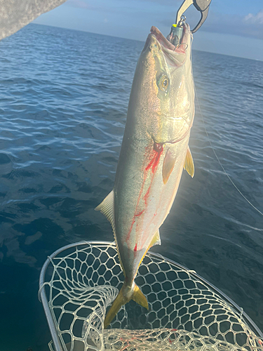 ワラサの釣果