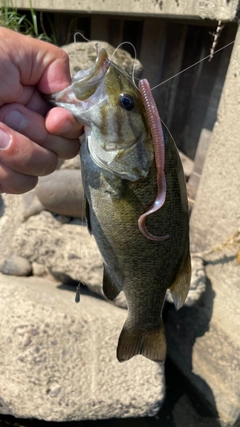 スモールマウスバスの釣果