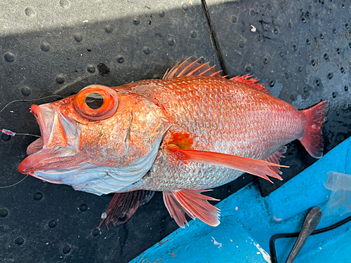 アカムツの釣果