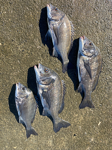 チヌの釣果