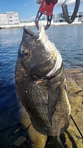 チヌの釣果