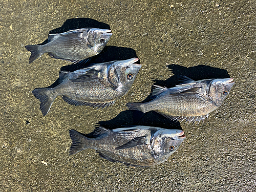 釣果