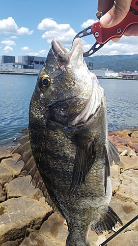 チヌの釣果