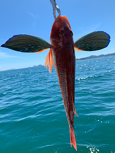 ホウボウの釣果