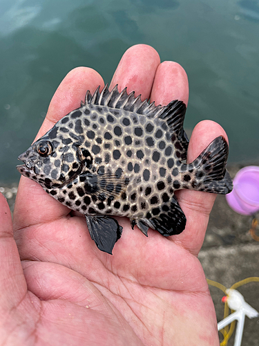 イシガキダイの釣果