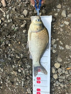 フナの釣果