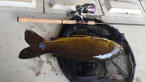 コイの釣果