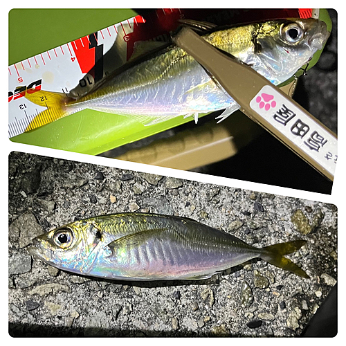 アジの釣果