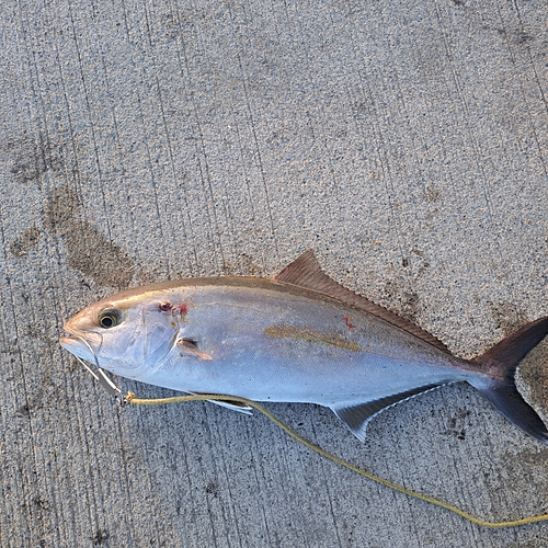 ショゴの釣果