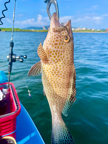 オオモンハタの釣果