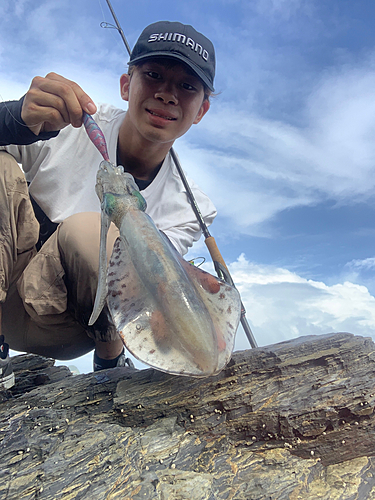 アオリイカの釣果