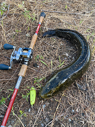 ライギョの釣果