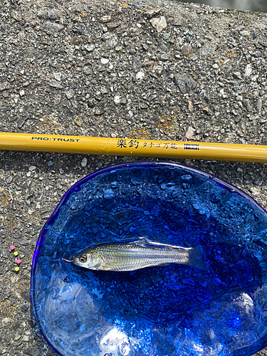 クチボソの釣果