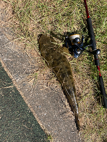 マゴチの釣果