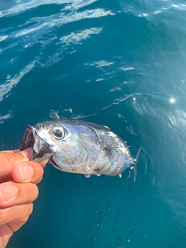 ソウダガツオの釣果