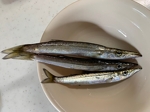 カマスの釣果