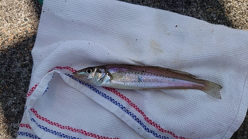 シロギスの釣果