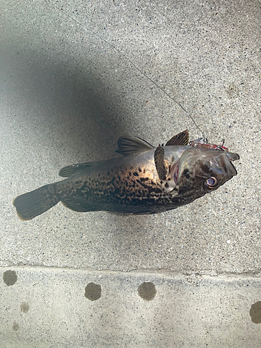 クロソイの釣果