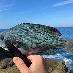 クチブトグレ