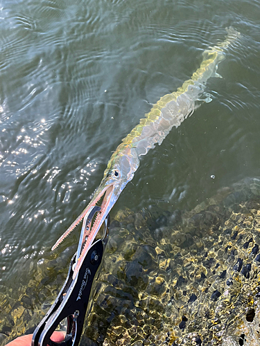 ダツの釣果