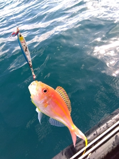 イトヨリダイの釣果