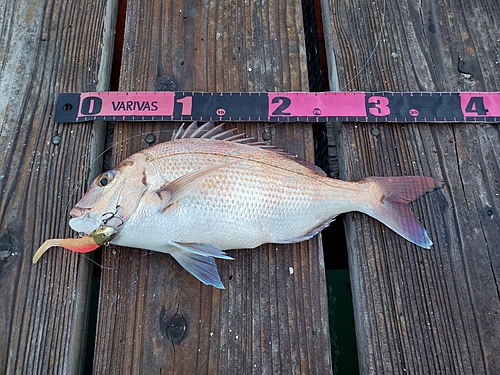 マダイの釣果