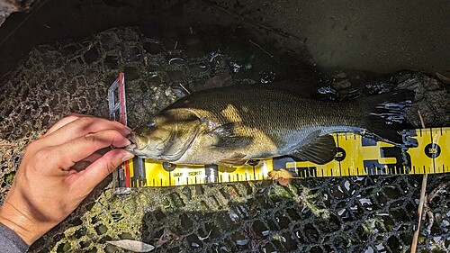 スモールマウスバスの釣果