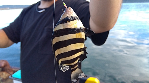 イシダイの釣果