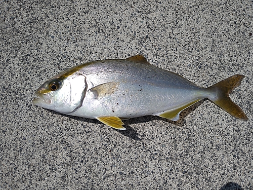 ショッコの釣果