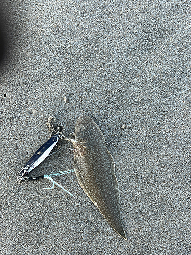 シタビラメの釣果