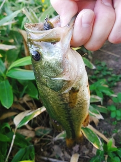 ブラックバスの釣果