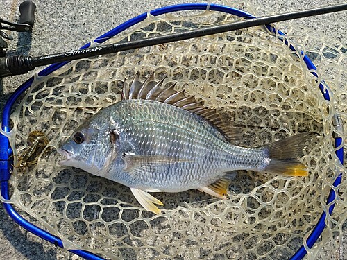 キビレの釣果