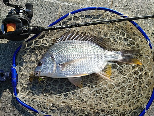 キビレの釣果