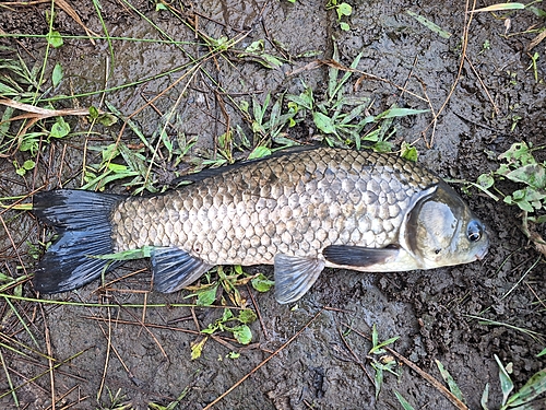 フナの釣果