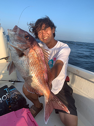 マダイの釣果