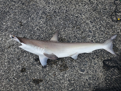 シュモクザメの釣果