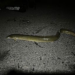ウナギ