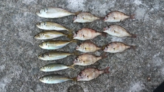 アジの釣果