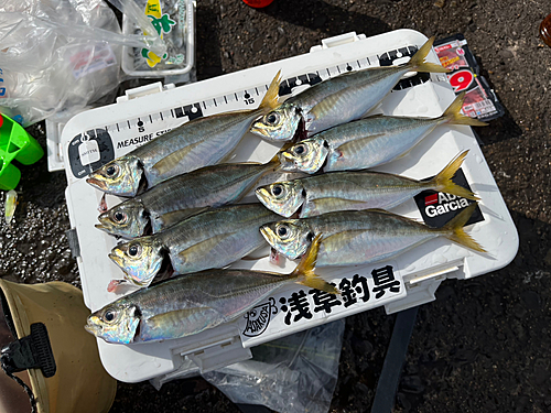 アジの釣果