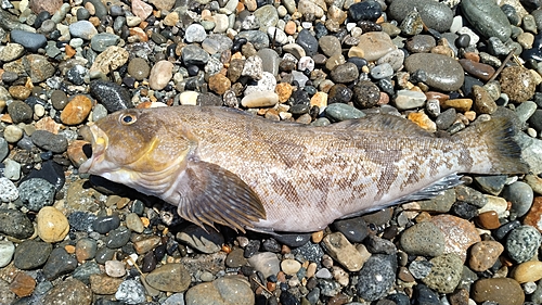 アイナメの釣果