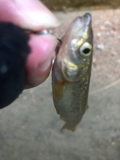 タカハヤの釣果