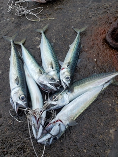 サバの釣果