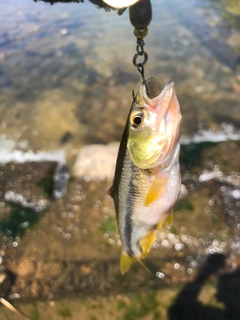 カワムツの釣果