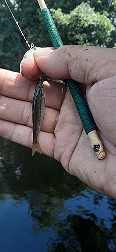 クチボソの釣果