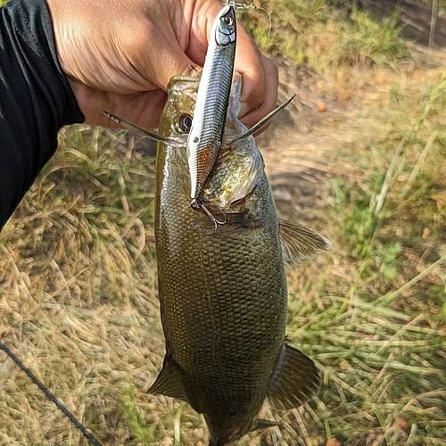 スモールマウスバスの釣果