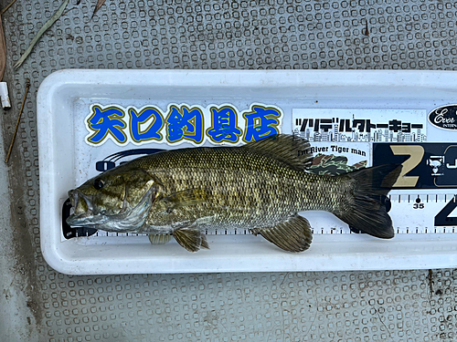 スモールマウスバスの釣果