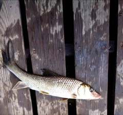 ニゴイの釣果