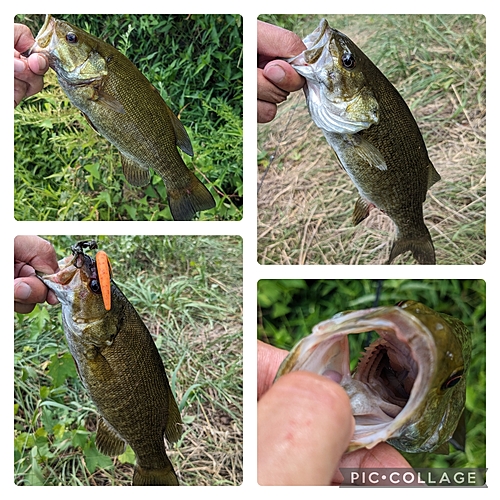 スモールマウスバスの釣果