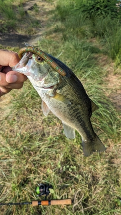 ラージマウスバスの釣果